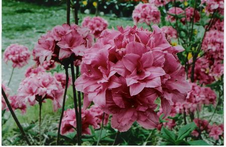 Blue Mountain Double Azalea